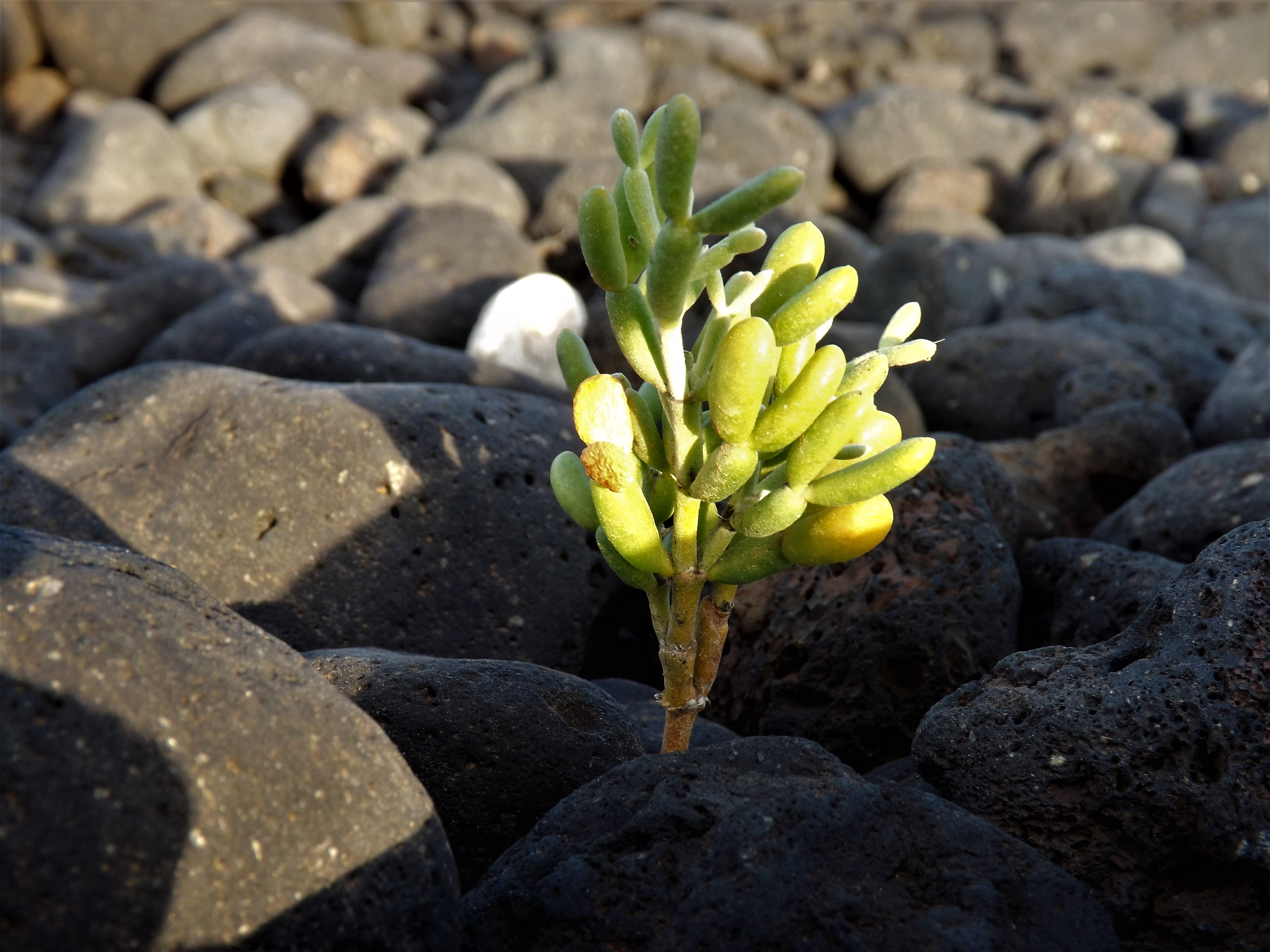 succulennt_lanzarote