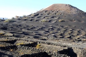 Wine route in Lanzarote, history of wine production in Lanzarote